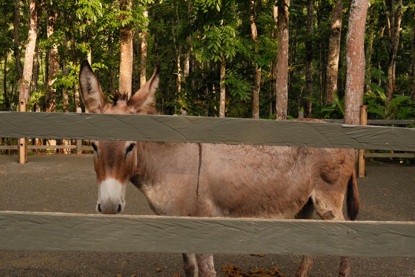 Fujifilm X-M5 photo 14